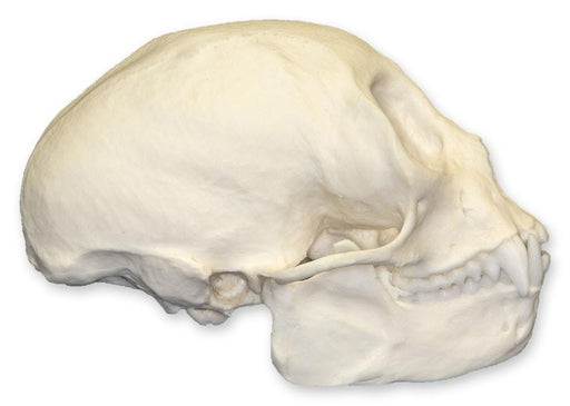 Replica Squirrel Monkey Skull