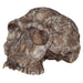 Replica Homo habilis Skull (Economy Cranium)