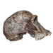 Replica Homo habilis Skull (Economy Cranium)