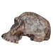 Replica Homo habilis Skull (Economy Cranium)