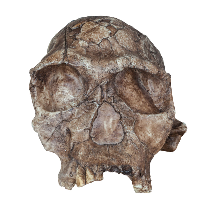 Replica Homo habilis Skull (Economy Cranium)