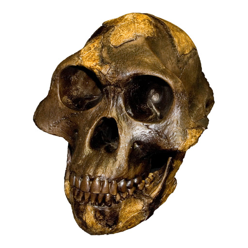 Replica Lucy Skull