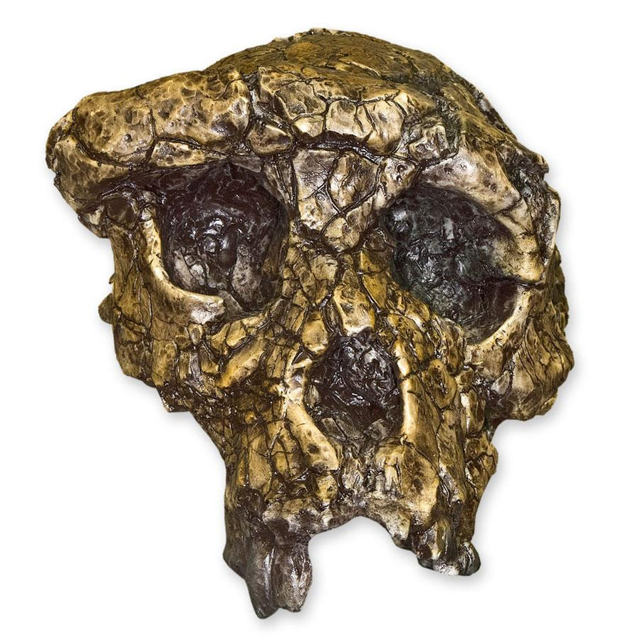 Replica Sahelanthropus / Toumai Skull For Sale — Skulls Unlimited ...