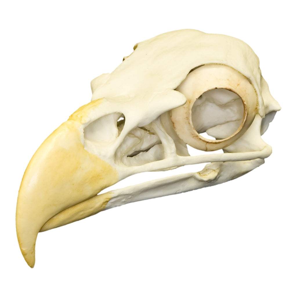 Replica Bald Eagle Skull For Sale — Skulls Unlimited International