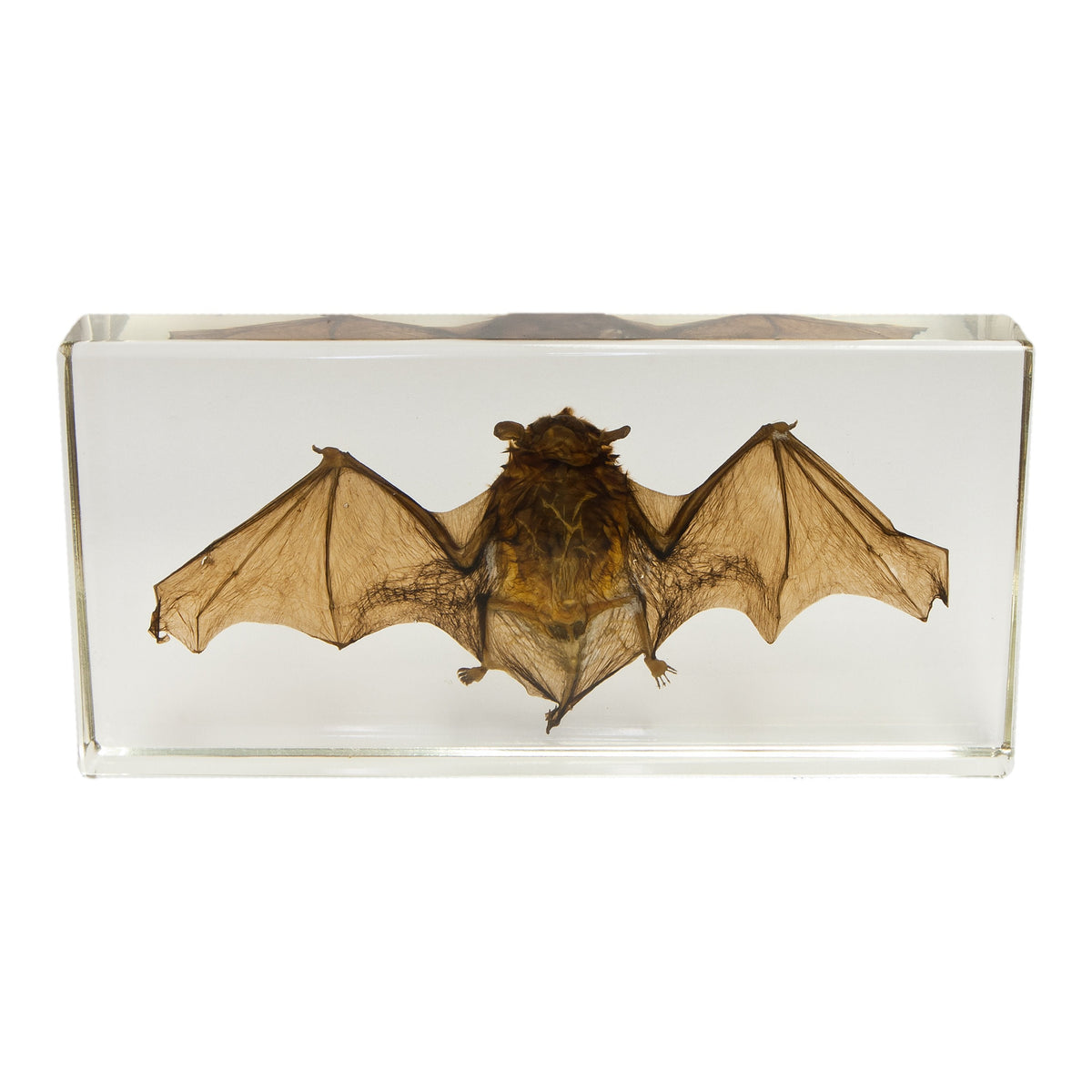 12 Lucky Bats System - 6.5 – Opus Art Supplies