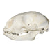 Replica Bearded Seal Skull