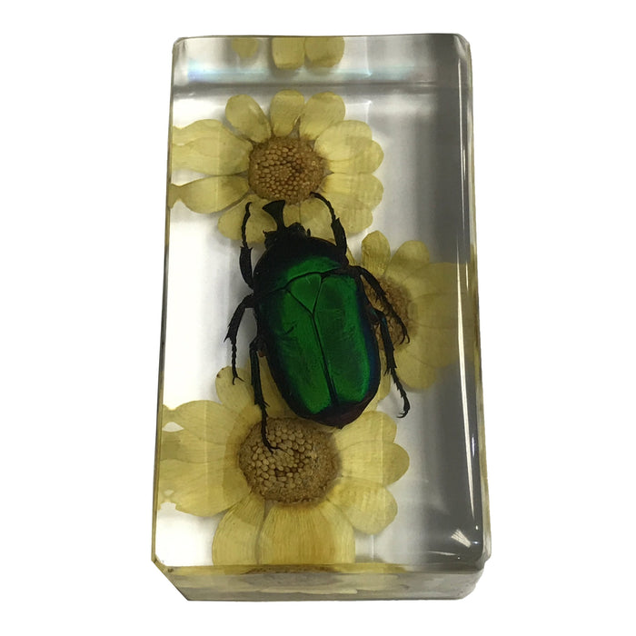 Real Chafer Beetle with Flowers in Acrylic Paperweight