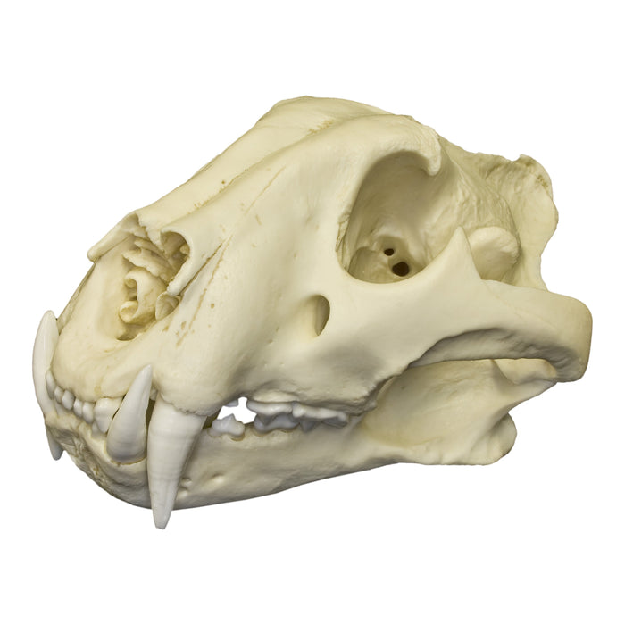 Replica Bengal Tiger Skull For Sale — Skulls Unlimited International, Inc.