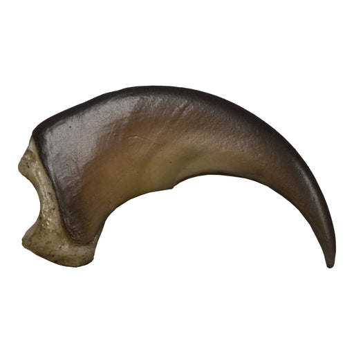 Replica American Black Bear Claw, Medium (5cm)