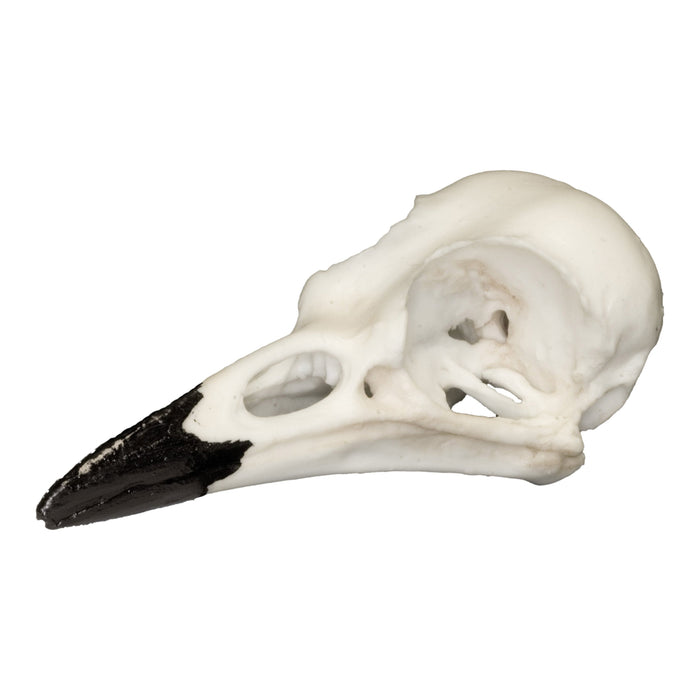 Replica Blue Jay Skull