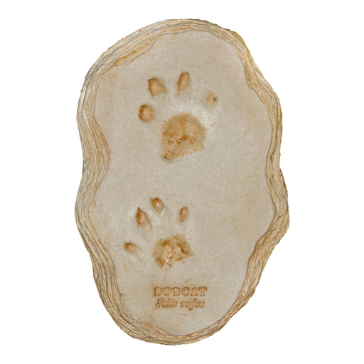 Bobcat Footprint