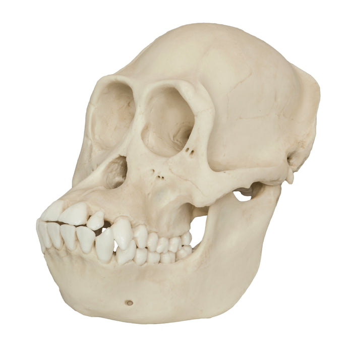Replica Bornean Orangutan Skull - Female