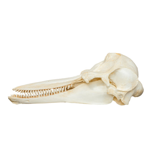 Replica Bottle-nosed Dolphin Skull