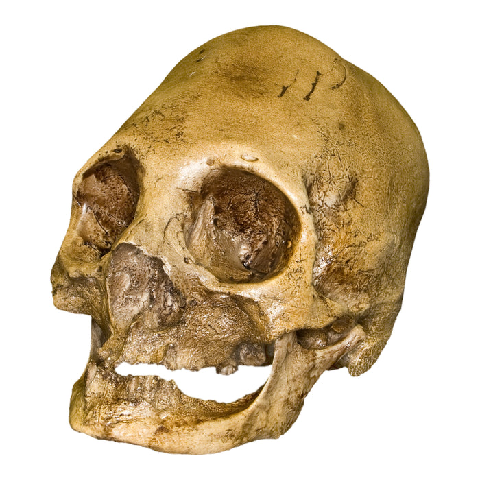 Replica Bound Peruvian Human Skull