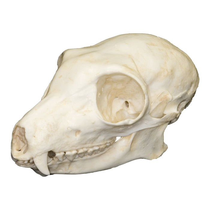 Replica Brown Lemur Skull