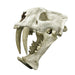 Replica Megantereon nihowanensis Skull