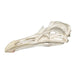 Replica California Gull Skull