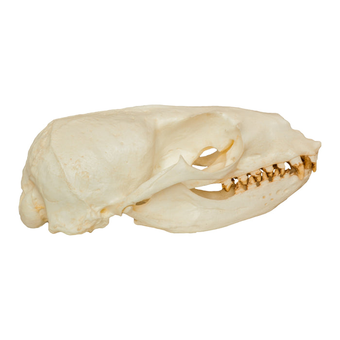 Replica California Sea Lion Skull (Female)