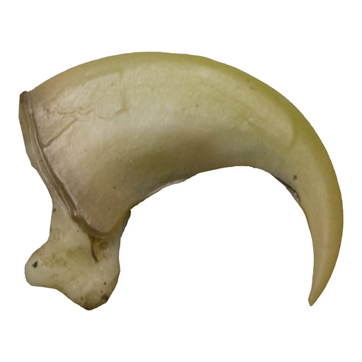 Replica Canadian Lynx Claw (4.5cm)