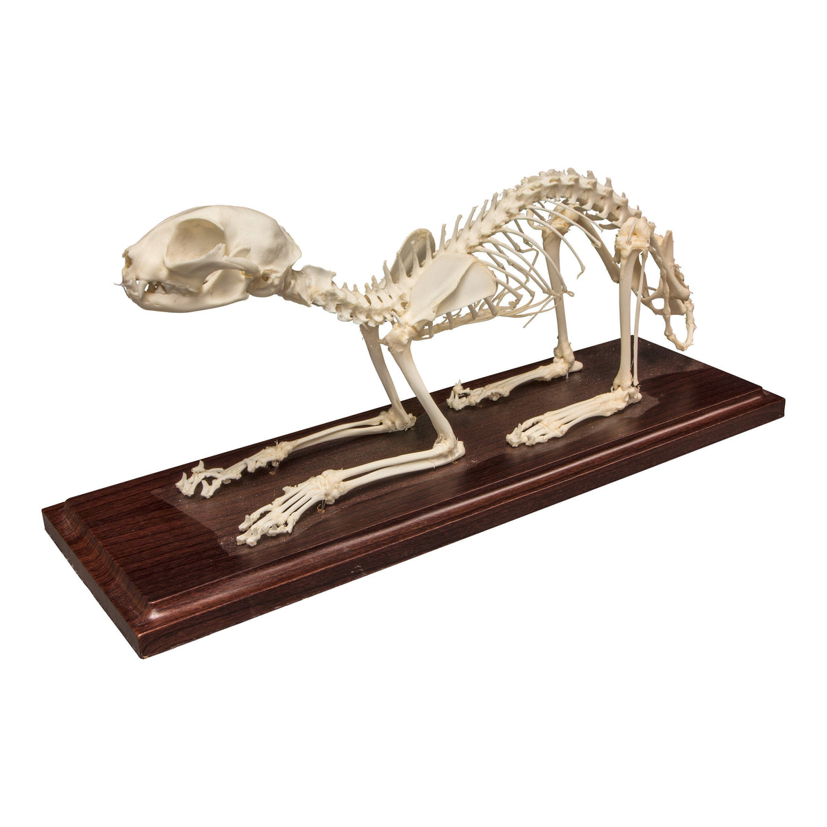 Real Economy Cat Skeleton For Sale — Skulls Unlimited International, Inc.