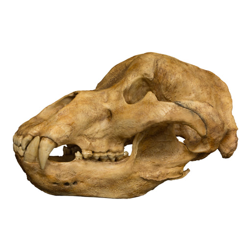 Replica Cave Bear Skull