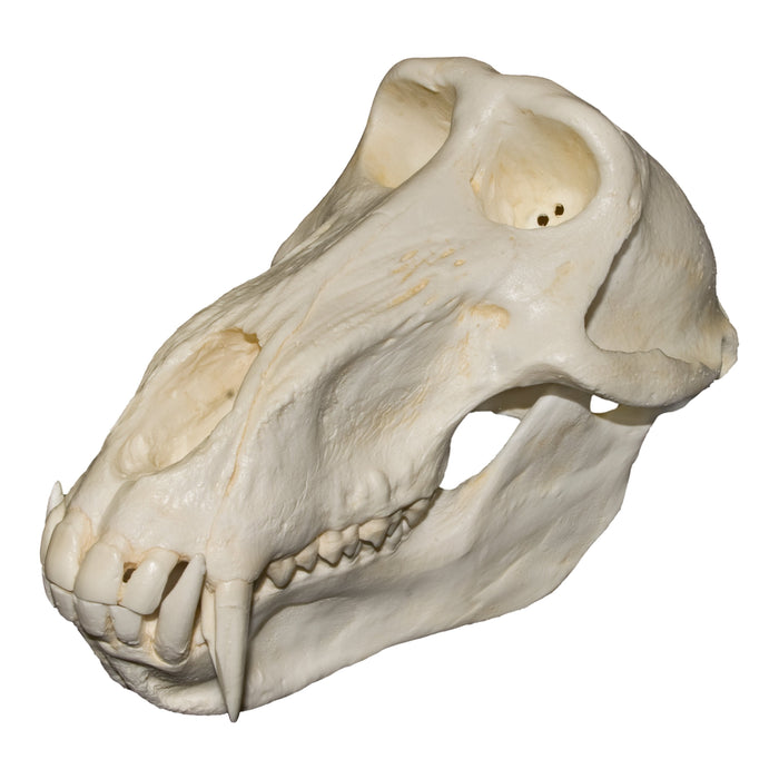 Replica Chacma Baboon Skull - Male