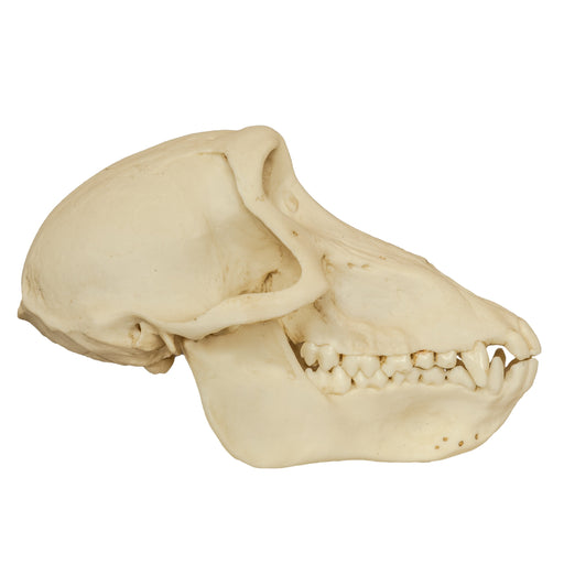 Replica Chacma Baboon Skull - Female