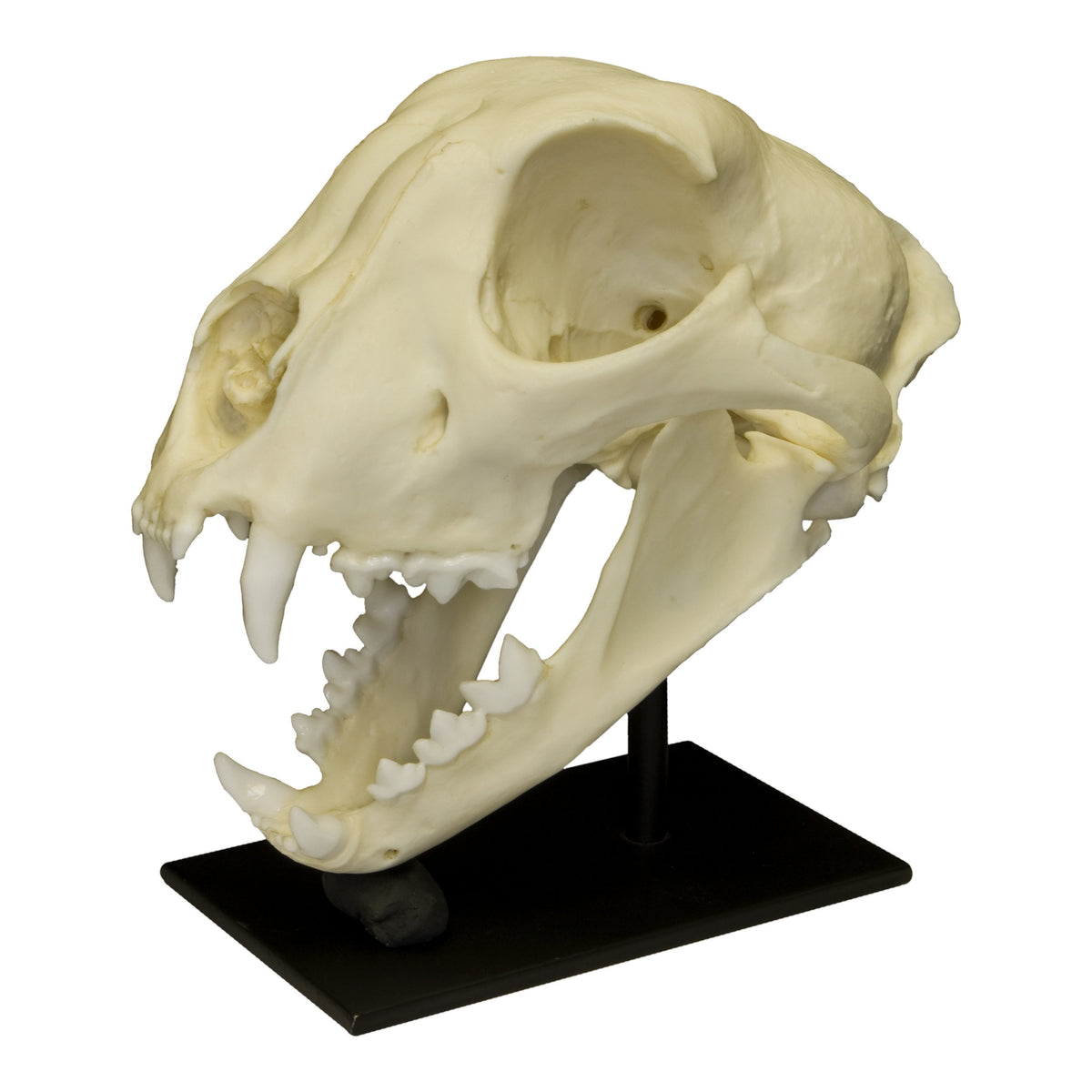 Replica Cheetah Skull