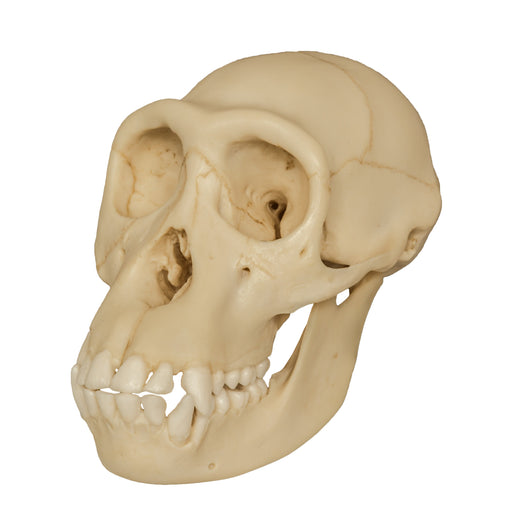 Replica Chimpanzee Juvenile Skull