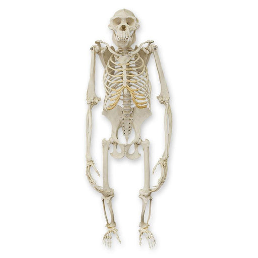 Replica Chimpanzee Skeleton