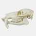 Replica Chinese Water Deer Skull