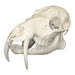 Replica Chinese Water Deer Skull