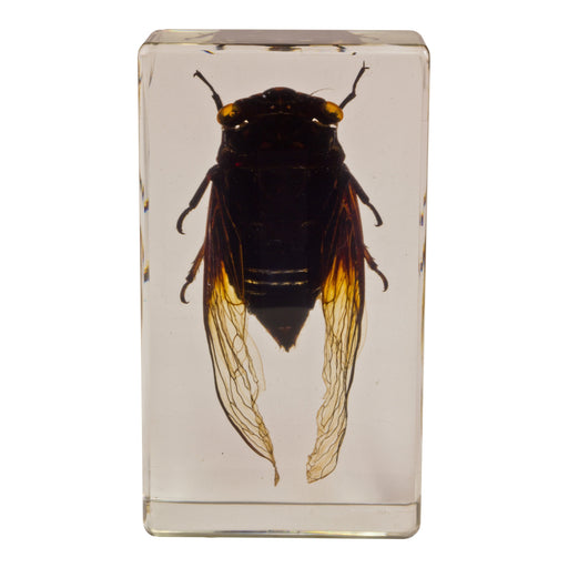 Real Cicada in Acrylic Paperweight