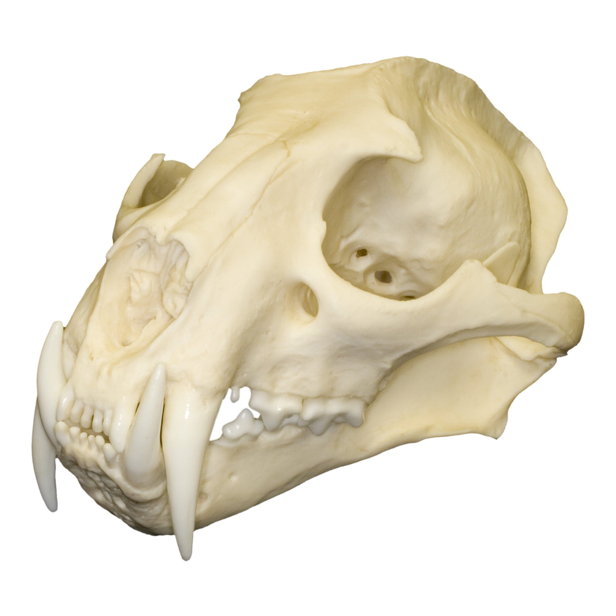 Replica Clouded Leopard Skull — Skulls Unlimited International, Inc.