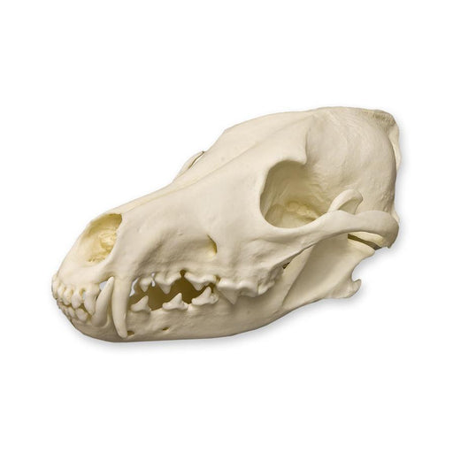 Replica Coyote Skull - Economy