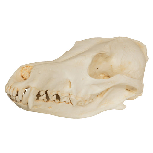 Replica Coyote Skull