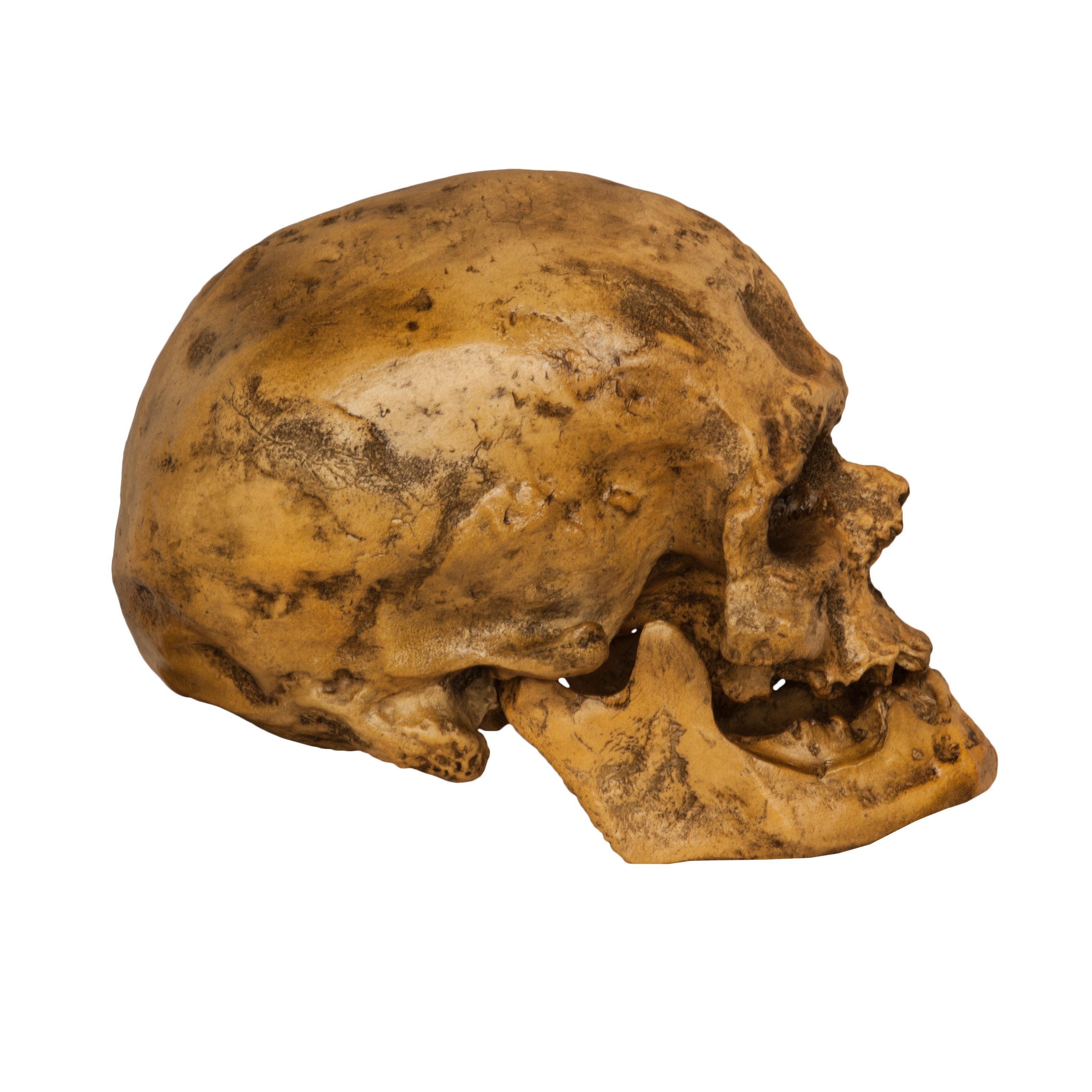 Replica Human Skull - European Male — Skulls Unlimited