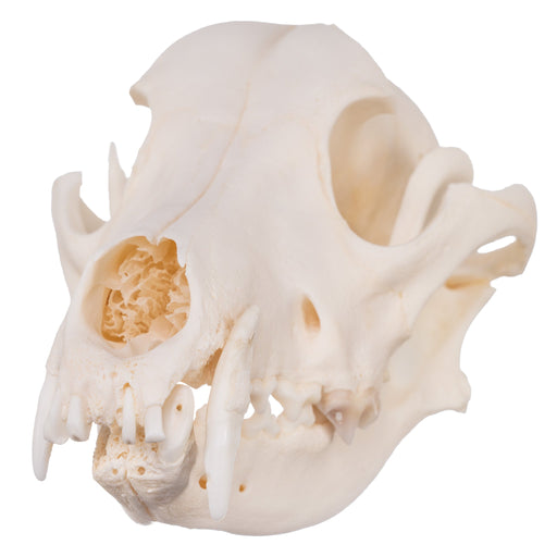 Real Domestic Dog Skull - Husky with Pathology