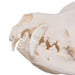 Real Domestic Dog Skull - Husky with Pathology