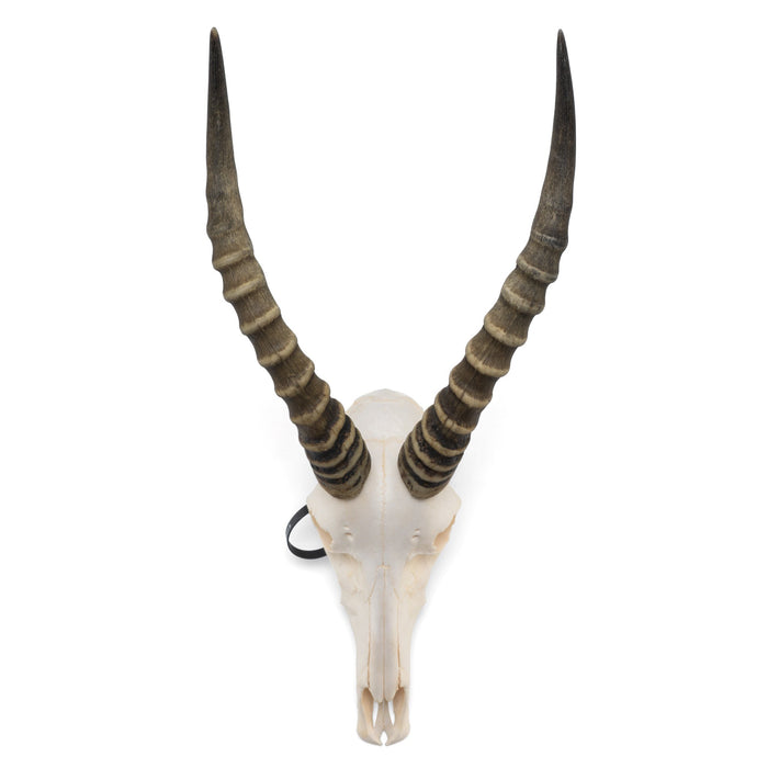 Real Blesbok Skull - Male