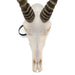 Real Blesbok Skull - Male