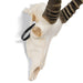 Real Blesbok Skull - Male