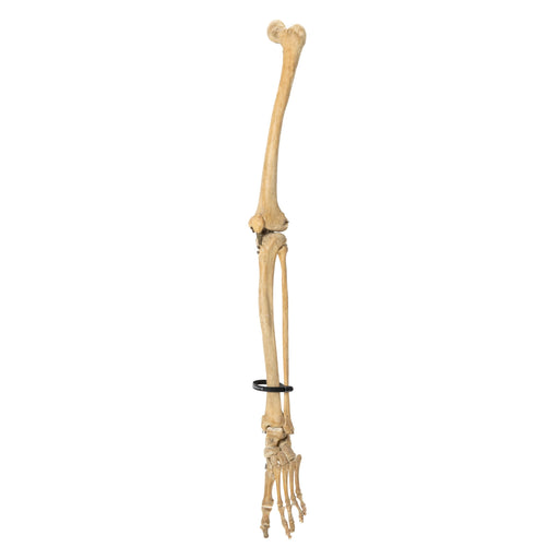 Real Human Left Leg