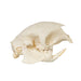 Real Cape Porcupine Skull