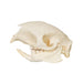 Real Cape Porcupine Skull