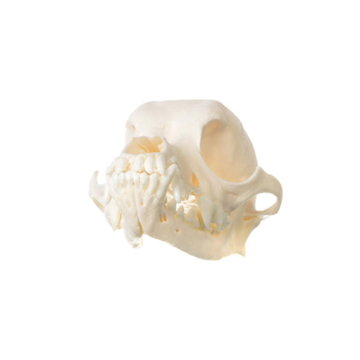 Real Wire Fox Terrier Skull