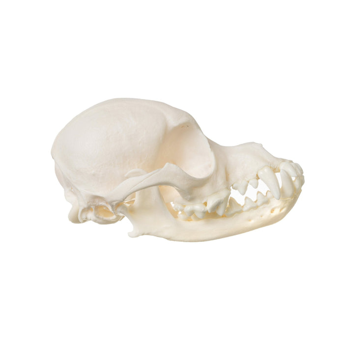 Real Wire Fox Terrier Skull