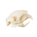 Real Cape Porcupine Skull