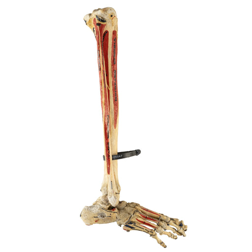 Real Human Tibia, Fibula, and Foot with Muscles