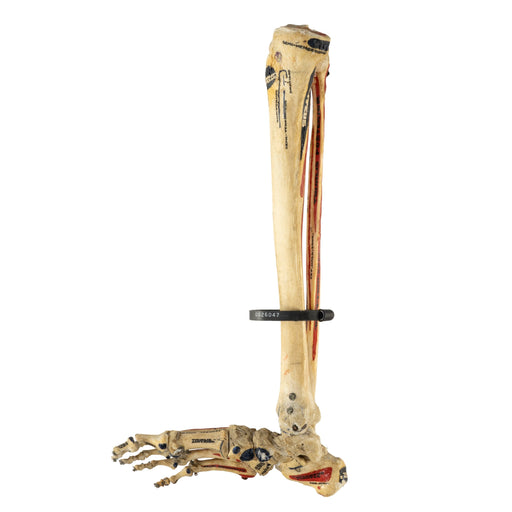 Real Human Tibia, Fibula, and Foot with Muscles